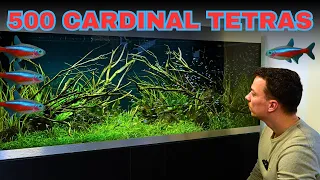 Epic 5ft Aquarium Build For 500 Cardinal Tetras Aquascape Tutorial