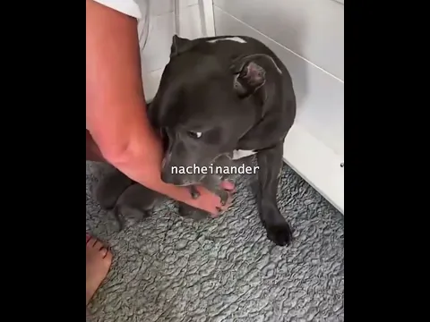 Dieser Hündin wurde zum ersten Mal Mutter 🐕 ❤️