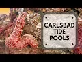 SD TOURIST SIGHTS Tidepooling at Terramar in Carlsbad