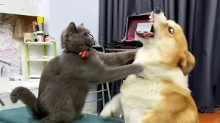 فيديوهات كلاب وقطط رائعتين أجمل لحظات الحيوانات 2023 P24 