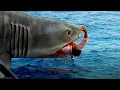 Lagu Terrifying Shark Attacks Across Jaws 1-4! | Jaws Movie Collection | Disaster TV