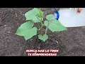 Download Lagu ¡NUNCA MÁS TIRES ESTO! es un maravilloso abonó casero para tus plantas de tomate pepinos  pimiento.