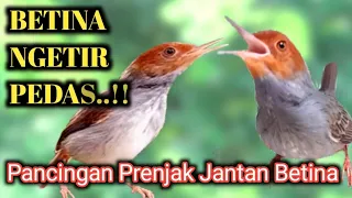 Download SUARA PRENJAK PIKAT JANTAN BETINA GACOR MP3
