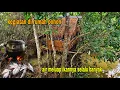 Download Lagu RUMAH POHON DI TENGAH RAWA || AIR MELUAP IKANNYA SELALU BANYAK..!! 