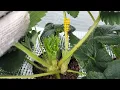 [Home Gardening] Strawberry Cultivation March 1: I want to grow healthy strawberries again this y...