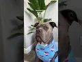 Download Lagu Introducing my best friend to all of you 🥰 #bestfriend #pitbull #besties