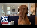 The Five pays tribute to Jasper America s dog