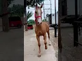 This big golden horse is really beautiful