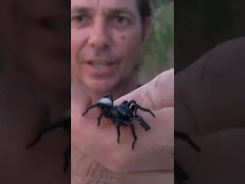 CREEPY SPIDER FROM AUSTRALIA! Trapdoor Mouse Spider. #spider #spiders #insects #bugs #arachnophobia
