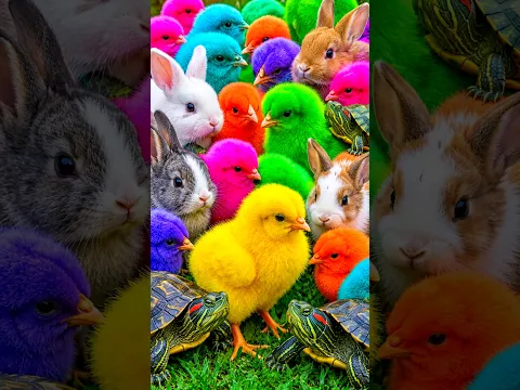 Ayam lucu, Ayam Rainbow, Ayam Warna warni, Bebek lucu, kelinci, kura kura,