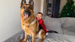 The Funniest Baby and Animal Moments You’ll See Today! 😂👶