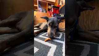 #Fyp #dream #YouTube #doberman #pets