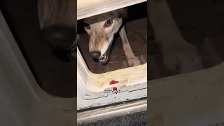 ترويض ذئب بري على يد هذا الرجل 