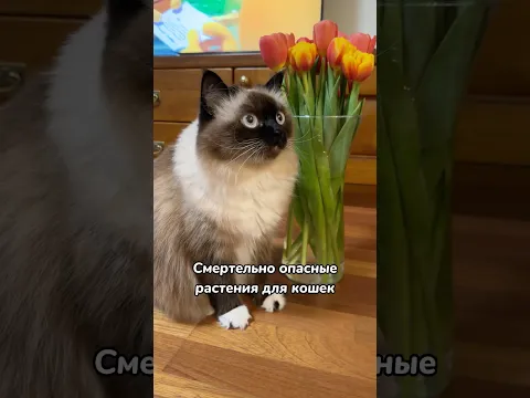 Смертельно опасные растения для кошек 😱