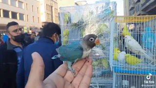 غندوره اليفه دندنها