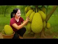 Download Lagu Harvesting 1000 Big Jackfruits | To Sell At The Market | Make Jackfruit Yogurt | Lý Thị Linh