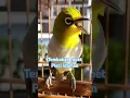 Download Lagu Pleci gacor tembakan rapet idola gantangan #pleci #plecigacor #burungkicau #viralvideo #fypシ゚viral