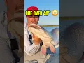 Download Lagu MONSTER FISH on EVERY CAST??? (GIANT PIKE) 😳😳😳 #fishing #outdoors #shorts