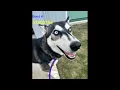 Fort Worth Dog Cat Adoptions -