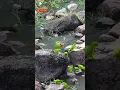 Download Lagu Surganya Spot Tempat Mikat Burung Serindit 🦜