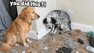 We Rescued a Dog Born in the Wild... She Became Our Biggest Nightmare