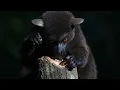 The Mysterious Aye-Aye Madagascar s Night Hunter