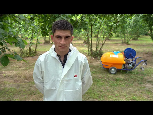 როგორ ჩავატაროთ თხილის მეოთხე წამლობა?