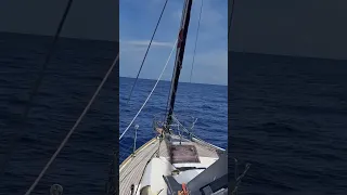 Unexpected Ocean Passenger 🐦⛵ #Shorts