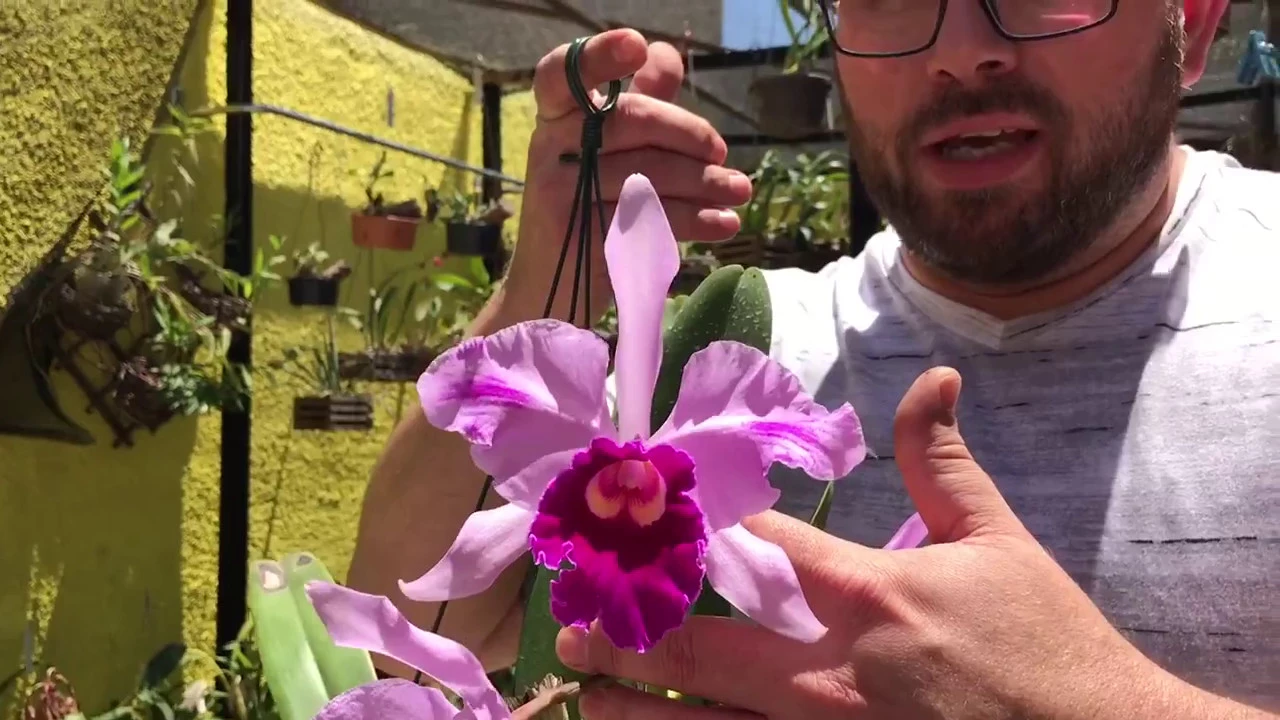 SEGREDOS PARA ESTIMULAR BROTAÇÃO E RAÍZES NAS ORQUÍDEAS (O RESULTADO)