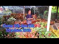 Download Lagu Serba 10k dan 15 pot 100k#tanaman hias