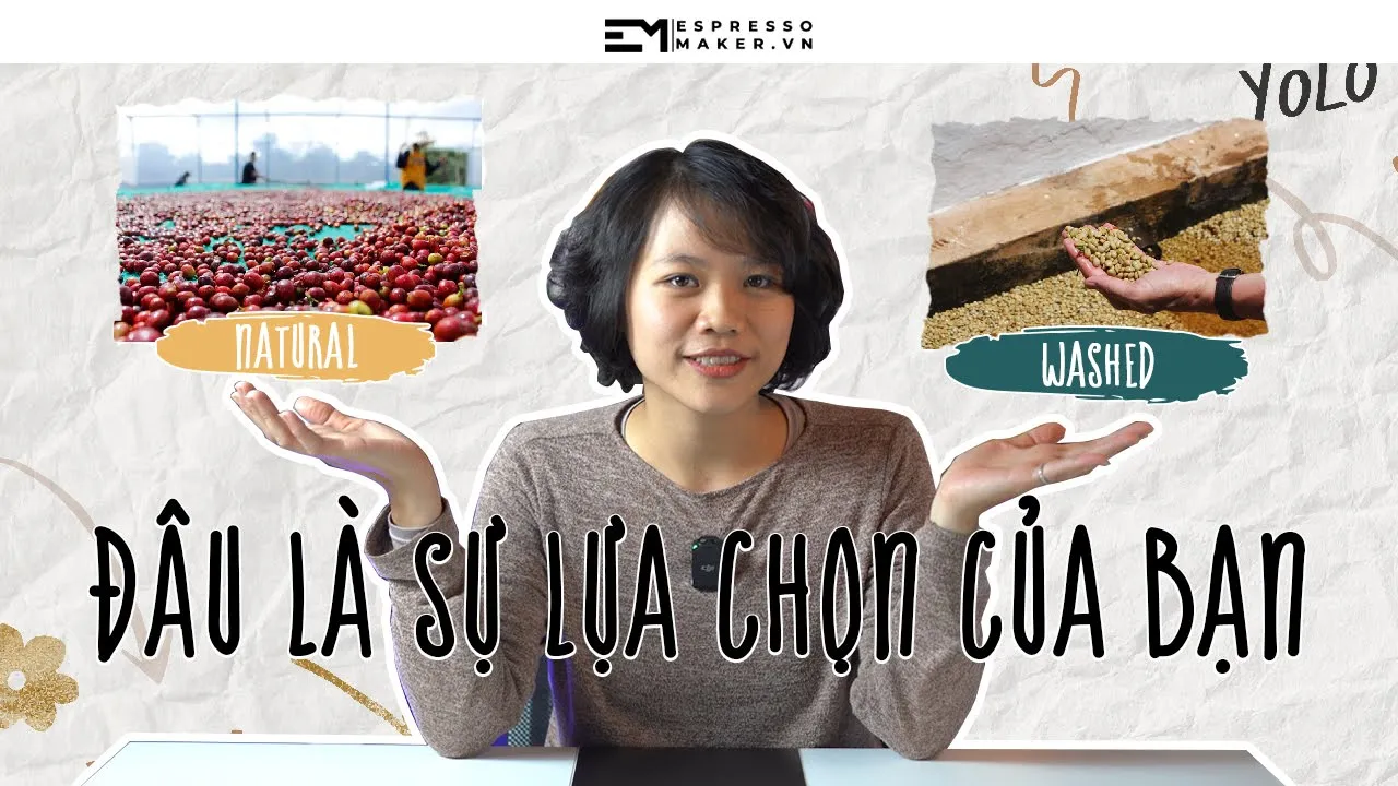Outline Video Cà phê sơ chế tự nhiên hay sơ chế ướt ngon hơn?
