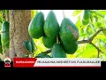 Download Lagu Barraqakoo || Milkaa'ina Inisheetiivii fulduraalee