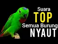 Download Lagu PANCINGAN SERINDIT 100% SUARA TOP BIKIN NYAUT SEMUA JENIS SERINDIT