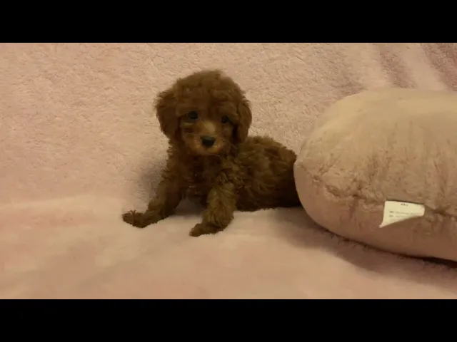 動画