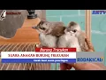 Download Lagu Suara Anakan Burung Trucuk Cocok Buat Memancing Anakan Trucukan Pikat