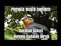 Download Lagu racikan burung kadalan birah agar gemuk\u0026sehat,ternyata sangat mudah sekali #hewanlucu #kadalanbirah