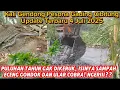 Download Lagu NGERII‼️Puluhan Tahun Gak Dikeruk! Kali Gendong Isinya Lumpur, Sampah, Rumput Dan ULAR COBRA