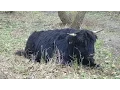 Schotse hooglanders en Galloway runderen gezamelijk bij elkaar 13-12-2015