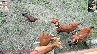 kucing ayam u0026 kambing lagi buat sim surat izin mencintai untuk kawin