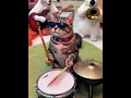 Download Lagu KUCING DRUMMER #kucinglucu #kucinggemoy #kucingimut #kucingkeren #triotts