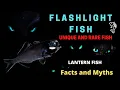Flashlight Fish Flashlight Fish facts Lantern Fish