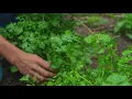 Grow with KARE Plant these herbs in your vegetable garden