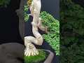 Super extreme Sancang bonsai inspiratie #bonsai