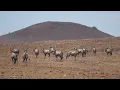 Antelope sounds - amazing antelope noises