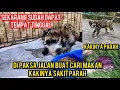 Download Lagu Kucing Liar Minta Tolong Kakinya Ternyata Sakit Parah..‼️