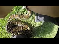 FWC Python patrol training class