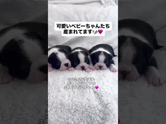 動画