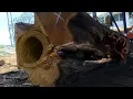 Download Lagu Verbazingwekkende ontdekking van een honderden jaren oude gigantische boom in een houtzagerij