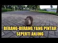 Download Lagu Jerry Si Berang-Berang Jinak dan Pintar