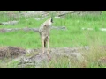 Coyote barking